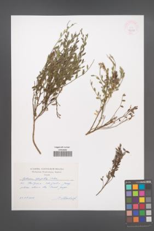 Cytisus agnipilus [KOR 46399]