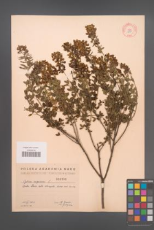 Cytisus nigricans [KOR 2550]