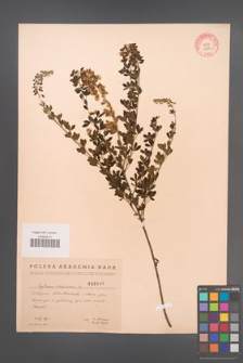 Cytisus nigricans [KOR 2547]