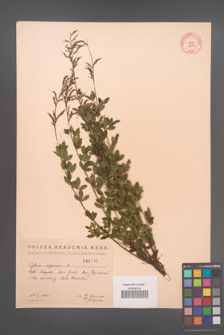 Cytisus nigricans [KOR 2540]