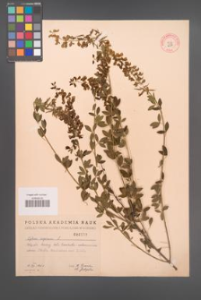 Cytisus nigricans [KOR 2557]