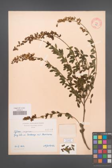 Cytisus nigricans [KOR 2168]