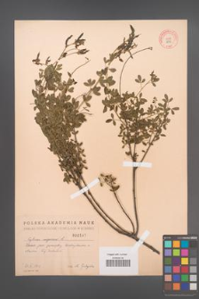 Cytisus nigricans [KOR 2545]