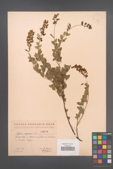 Cytisus nigricans [KOR 2538]