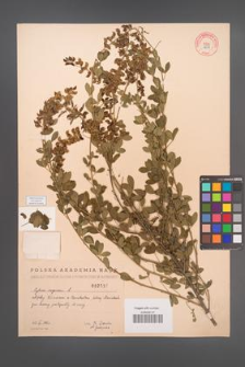 Cytisus nigricans [KOR 2535]