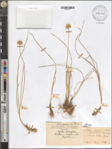 Allium ochroleucum Waldst. et Kit. var. trojagense Zapał.