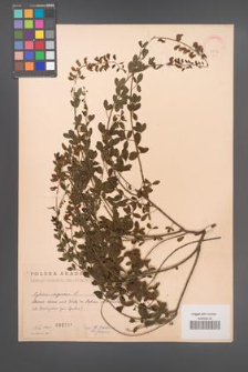 Cytisus nigricans [KOR 2536]