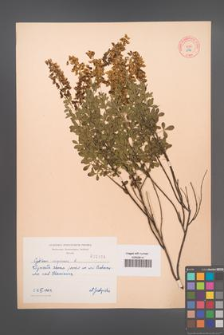 Cytisus nigricans [KOR 2166]