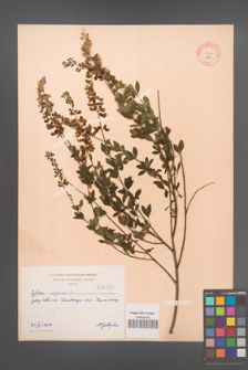 Cytisus nigricans [KOR 2167]