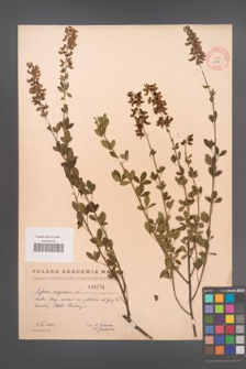 Cytisus nigricans [KOR 2556]