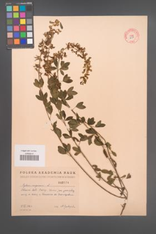 Cytisus nigricans [KOR 2554]