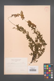 Cytisus nigricans [KOR 3226]