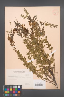 Cytisus nigricans [KOR 3225]