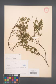 Cytisus nigricans [KOR 4379]