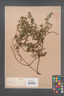 Cytisus nigricans [KOR 2354]
