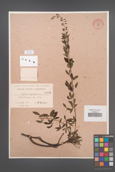 Cytisus nigricans [KOR 55533]