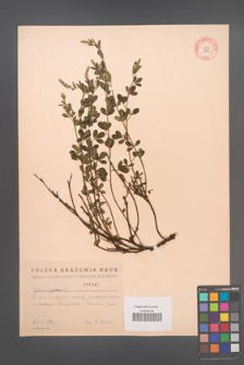 Cytisus nigricans [KOR 1842]