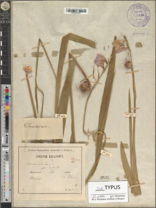 Gladiolus imbricatus L. fo. robustus Zapał.