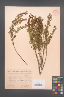 Cytisus nigricans [KOR 2534]