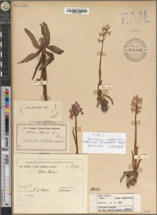Orchis morio L. var. parviflora Zapał.