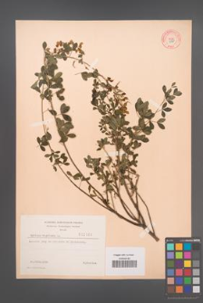 Cytisus nigricans [KOR 2161]