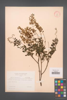 Cytisus nigricans [KOR 2156]