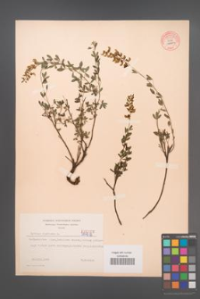 Cytisus ratisbonensis [KOR 55535]