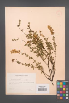 Cytisus nigricans [KOR 3210]