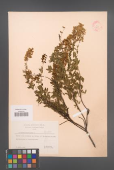 Cytisus nigricans [KOR 3211]