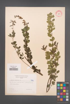 Cytisus nigricans [KOR 4716]