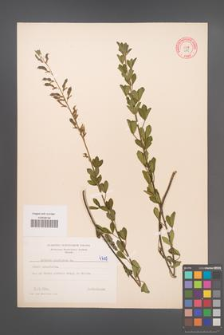 Cytisus nigricans [KOR 4715]