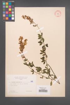 Cytisus nigricans [KOR 4709]