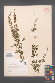 Cytisus nigricans [KOR 4717]