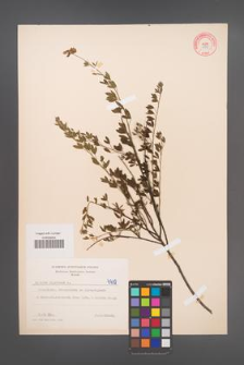 Cytisus nigricans [KOR 4719]