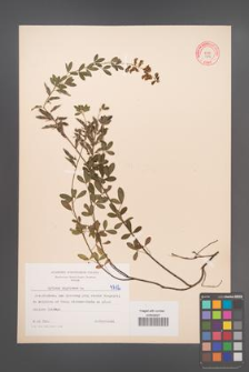 Cytisus nigricans [KOR 4712]