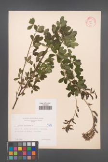 Cytisus nigricans [KOR 4714]