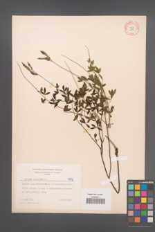 Cytisus nigricans [KOR 4706]