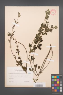 Cytisus nigricans [KOR 4707]