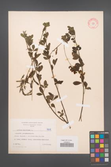 Cytisus nigricans [KOR 4711]