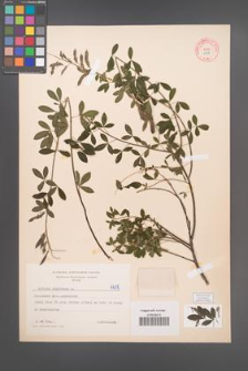 Cytisus nigricans [KOR 4708]