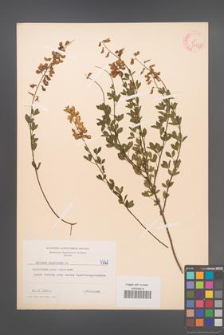 Cytisus nigricans [KOR 4721]
