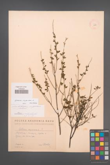 Cytisus nigricans [KOR 13520]