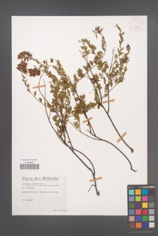Cytisus nigricans [KOR 25809]