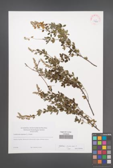 Cytisus nigricans [KOR 42211]