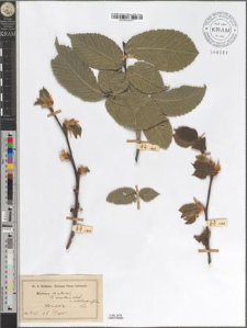 Ulmus montana With. var. subellipticifolia Zapał.