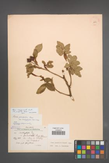 Rosa marginata [KOR 18110]