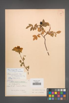 Rosa marginata [KOR 18109]