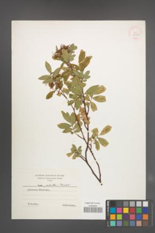 Rosa palustris [KOR 36420]