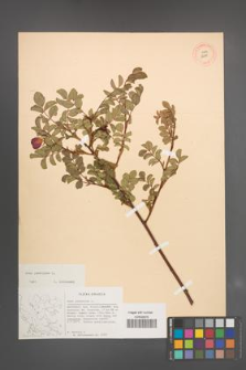 Rosa pendulina [KOR 18181]