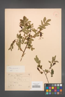 Rosa pendulina [KOR 18199]